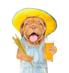 Poster - Happy puppy farmer holding a bunch of wheat and beer. Isolated on white background