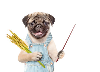 Poster - puppy farmer holding a bunch of wheat and pointing stick. Isolated on white background