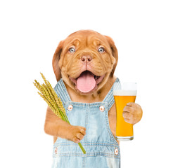 Poster - Happy puppy farmer holding a bunch of wheat and beer. Isolated on white background