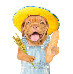 Poster - Happy puppy farmer holding a bunch of wheat and bread. Isolated on white background