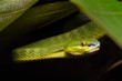 © WWC - White lipped pit viper