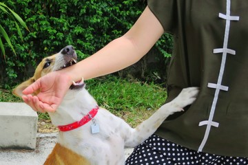 Soft focus of a cute white and brown dog bites in hand while playing with owner. Dangerous and may be infected by rabies.