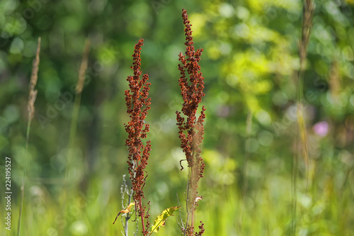 Fotografia, Obraz macrio sorrel horse on a green background. Rumex acetosa