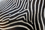 Fototapeta Konie - Stripes on a zebra skin
