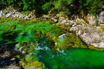  forest and river