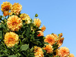 dahlia elijah mason asteraceae variety chrysanthemum,bright yellow-orange flowers, interspersed red dots and long strips, lot flowers surrounded green foliage against blue sky divides photo diagonally
