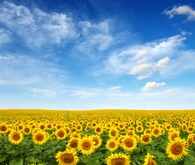 Wall Mural - sunflowers field on sky