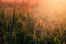Cobweb In Grass During Sunrise.
