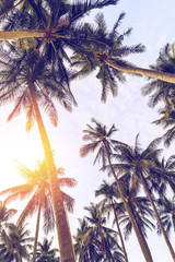 Background of tall palm trees and bright sky