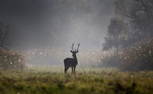 Young Red Deer In Forest On Foggy Morning
