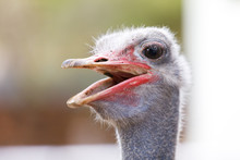 Closeup Portrait Of Ostrich Bird
