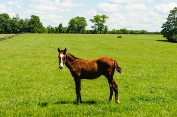 Foal on a farm