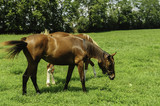 Fototapeta Konie - Thoroughbred horses on a Kentucky horse farm