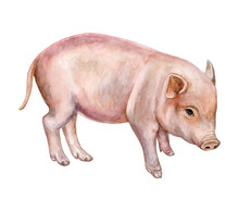 Little Piglet, Pig Isolated On White Background. Watercolor. Illustration. Template. Close-up.