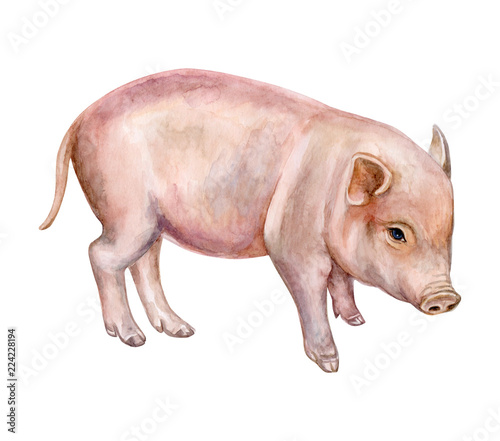 Little Piglet Pig Isolated On White Background Watercolor Illustration Template Close Up Buy This Stock Illustration And Explore Similar Illustrations At Adobe Stock Adobe Stock