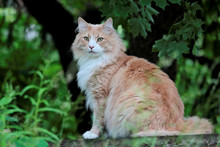 Norwegian Forest Cat Male Sitting Outdoors