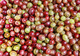 beautiful natural background of many delicious ripe juicy sweet gooseberry berries of various shades and bright colors