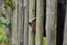 Guard Dog Looking Through A Wooden Fence. Selective Focus.