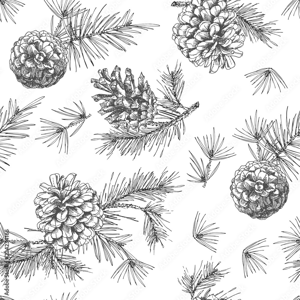 Realistic botanical ink sketch of fir tree branches with pine cone on white background. Vector illustrations - obrazy, fototapety, plakaty 