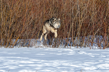 Wall Mural - jumping wolf