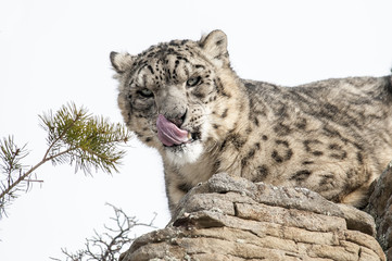 Wall Mural - snow leopard portrait