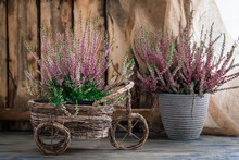 Cultivated Potted Pink Calluna Vulgaris Or Common Heather Flowers Standing On Wooden Background