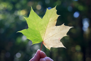 Wall Mural - Season, nature and people concept - close up of man hand holding autumn maple leaves over blurred background.