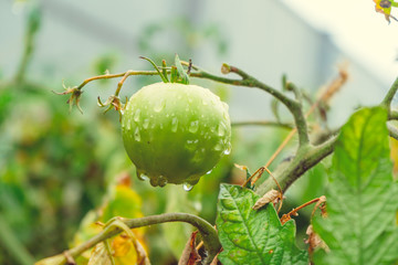 Unripe green tomatoes growing on the branch in the garden. Tomatoes in the greenhouse with the green fruits. The green tomatoes on a branch.