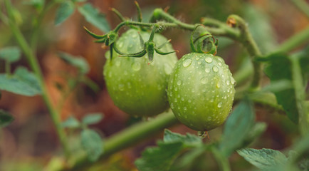 Green tomatoes grow on the farm, waiting for their maturation, the concept of organic food and healthy eating.