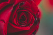 A beautiful red rose grows in a green garden