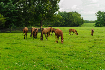 Thoroughbreds in the field