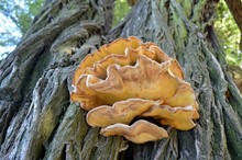 Brown Rosette-shaped Tree Fungus