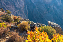 Steep, Sheer Cliffs And Colorful Fall Foliage In Early Morning Light Characterize Black Canyon Of The Gunnison National Park In Colorado
