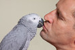African grey parrot kissing a man