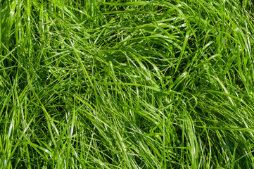 Bright green grass background