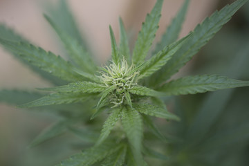 Marijuana Cannabis Bud