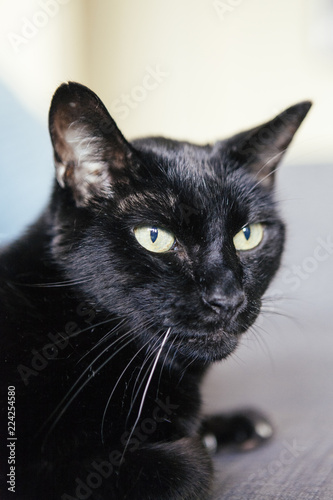 Fotografie, Obraz black cat with white hair on the whiskers