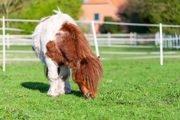 Wall Mural - Portrait of a Mini Shetlandpony on a green meadow