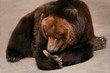Huge Brown Bear Or Grizzly Is Lying On Concrete Floor In Zoo On A Sunny Day And Eating Piece Of Bread That Holds In Its Paws With Long And Sharp Claws.