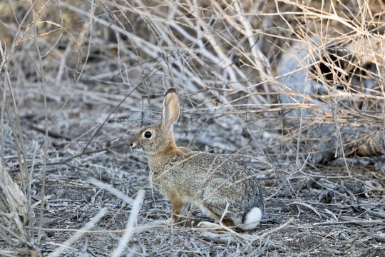 cotton tail rabbit hiding in the brush