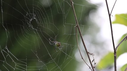 Spider makes web