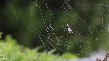 Spider makes web