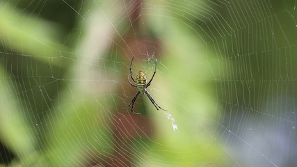 Spider on web