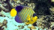 Regal angelfish in the coral reef, Maldives.