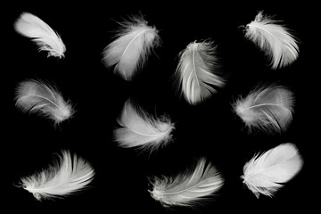 Beautiful white feathers floating in air isolated on black background