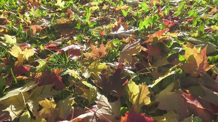 Wall Mural - camera moves along the yellow and red maple leaves lying on a green grass in sunny autumn day