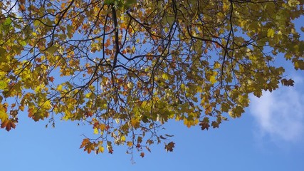 Wall Mural - The bottom view on a maple with green yellow and red leaves against the background of the blue sky in autumn sunny day