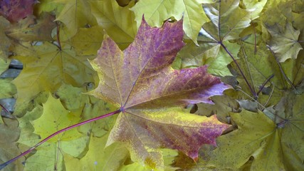Wall Mural - Drops of water of a rain fall on the red and yellow leaves of a maple lying on a wooden flooring in sunny autumn day