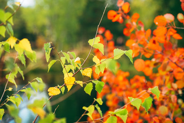 Wall Mural - background autumn tree branches yellow, green, orange, red