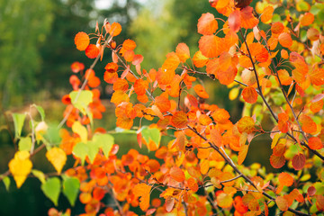 Wall Mural - background autumn tree branches yellow, green, orange, red